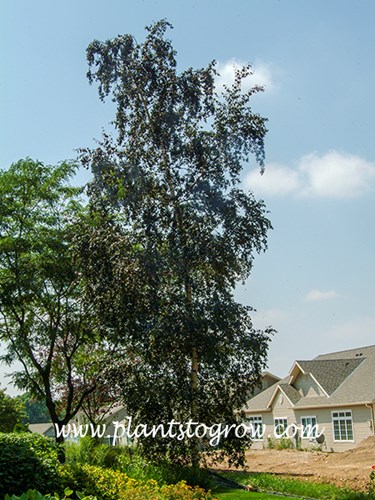 A very slender form of the Purple Weeping Birch. (cultivar unknown)